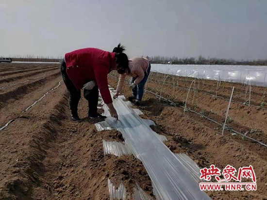 宝丰县:“一村一品”助力群众增收致富